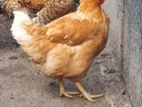 Chickens — foto 3