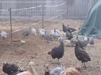 Guinea fowl — الصورة 3