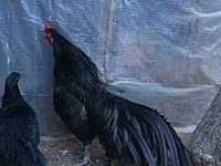 آيام سيماني — الصورة 1