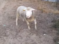 Widder, Ile-de-France sheep — Foto 3