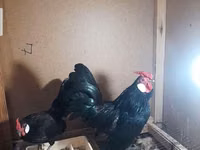 Chickens — الصورة 5