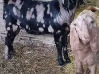 Cabro, Kamori goats — foto 3