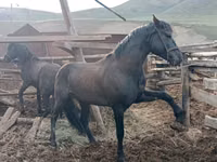 Caballo, Altai horse — foto 4