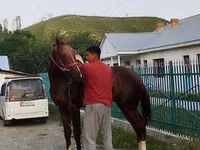 Horse (M), Karabair horse — photo 8