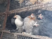 लोहमन ब्राउन — फ़ोटो 1