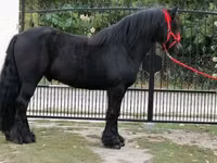 घोड़ा, Fell pony — फ़ोटो 5