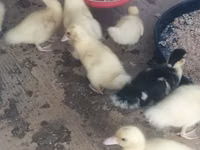 Ducks — photo 3