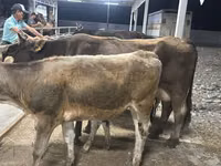 Cow, Ukrainian Brown Dairy Cattle — photo 3