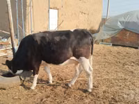 Kuh, Simmental cattle — Foto 5