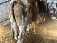 Toro, Simmental cattle — foto 1