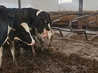 Kuh, Russian Black pied cattle — Foto 4