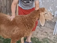 Carnero, Arashan sheep — foto 7