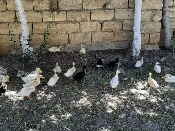 Немецкий пекин
