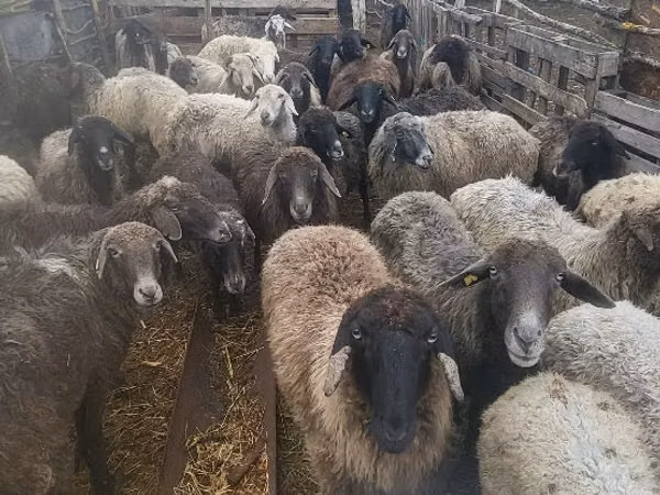 Sheep, Sheep