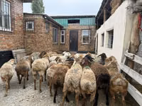 كبش, Rhon sheep — الصورة 6