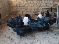 مالينس — الصورة 6