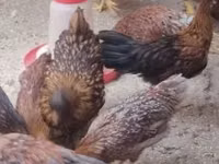 Chickens — Foto 3