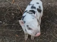 Eber, Schweine — Foto 2