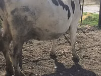 Kuh, Russian Black pied cattle — Foto 7