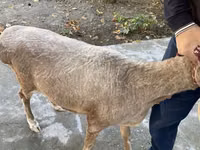 भेड़, भेड़ — फ़ोटो 3