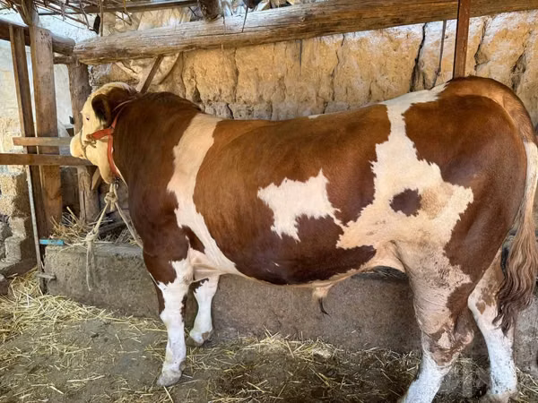 सांड, Simmental cattle