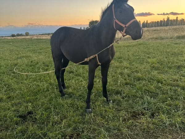 Horse (M), Horses