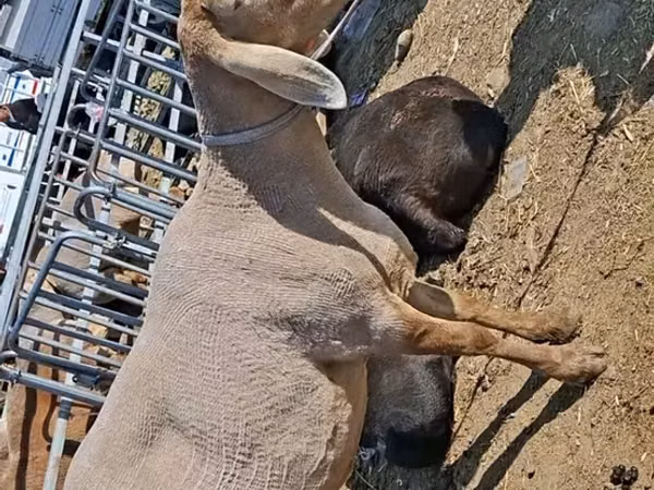 Oveja, Edilbay sheep
