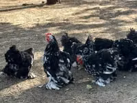 Bantam Pekín — foto 2