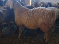 Widder, Arashan sheep — Foto 1