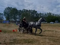 حصان, Lipizzaner — الصورة 1