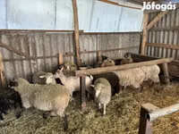 Ram, Merino sheep — photo 1