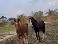 Horses (batch, sex not specified), Horses — photo 1