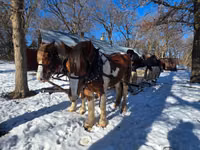Horse (M), Pinto horses — photo 6