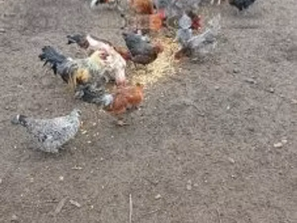 Датская несушка