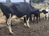 Kuh, Russian Black pied cattle — Foto 1