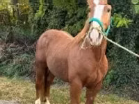 Horse (M), Andalusian horse — photo 3