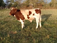 Toro, Men-anju — foto 1
