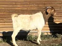 Ziege, Toggenburg goat — Foto 4