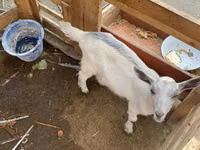 عنزة, Fergana goat — الصورة 2