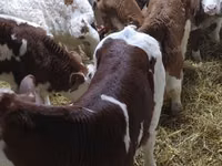 सांड, Simmental cattle — फ़ोटो 3
