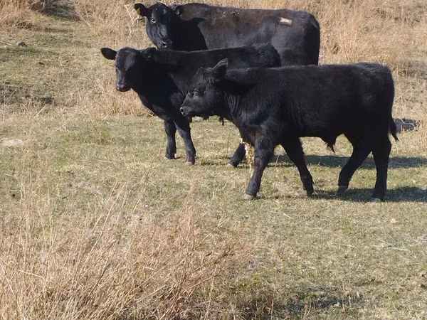 Toro, Swiss cattle