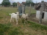 كبش, Merino sheep — الصورة 1