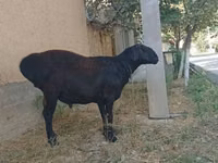 मेढ़ा, भेड़ — फ़ोटो 3