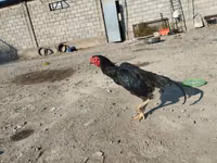 مالاي غيم — الصورة 1
