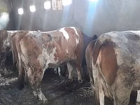 Vaca, Raza rojo-moteada — foto 2