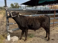 Toro, Azul Belga — foto 4