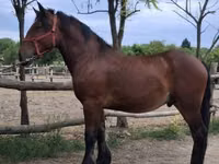 Horse (M), Horses — photo 1