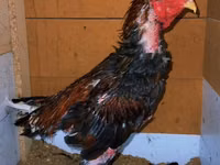 Chickens — الصورة 4