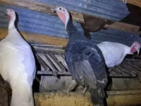 Turkeys — Foto 1
