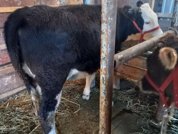 गाय, Russian Black pied cattle